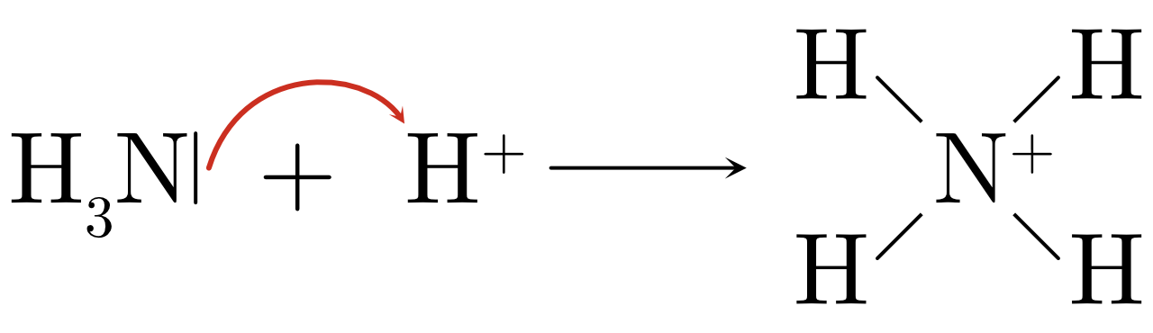 Paire libre d'électrons partagée entre l'azote de l'ammoniac et un cation hydrogène